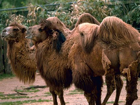 Camel Pictures And Facts Bactrian Camels
