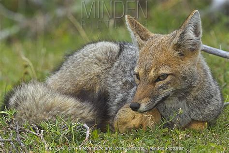 South American Gray Fox Stock Photo Minden Pictures