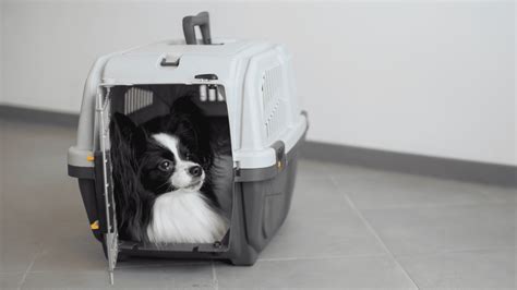 How To Kennel Train Your Puppy A Guide To A Crate Loving Dog Alfies