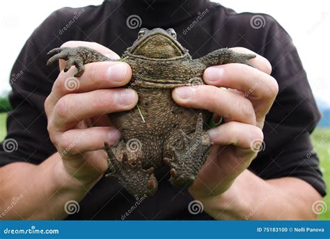 Man Holding A Frog In His Hands Stock Photo Image Of Macro Breed