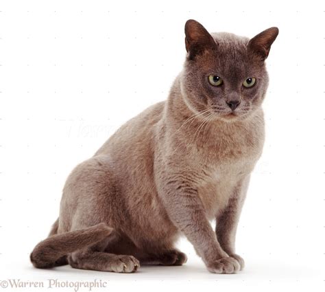 Albums 93 Pictures Pictures Of A Burmese Cat Latest