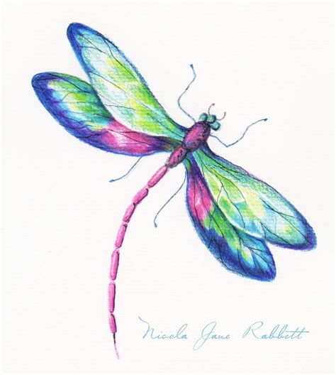 Pencil Drawn Dragonfly From Nicolas River Bank Collection Initial