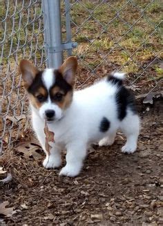 As a result, cowboy corgis have busy brains as well. Corgi heeler cross puppy, next dog! | Love life | Corgi ...