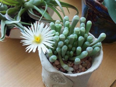 Fenestraria Rhopalophylla Baby Toes World Of Succulents Different