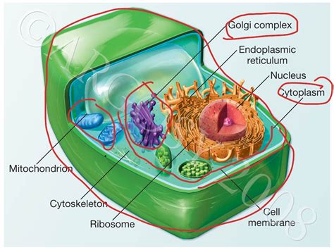 Plant Cell Science Biology Plants Earth Science Showme