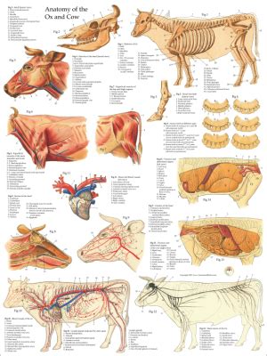 Cow Leg Bones Diagram Anatomy Of The Cow The Humerus And The Femur
