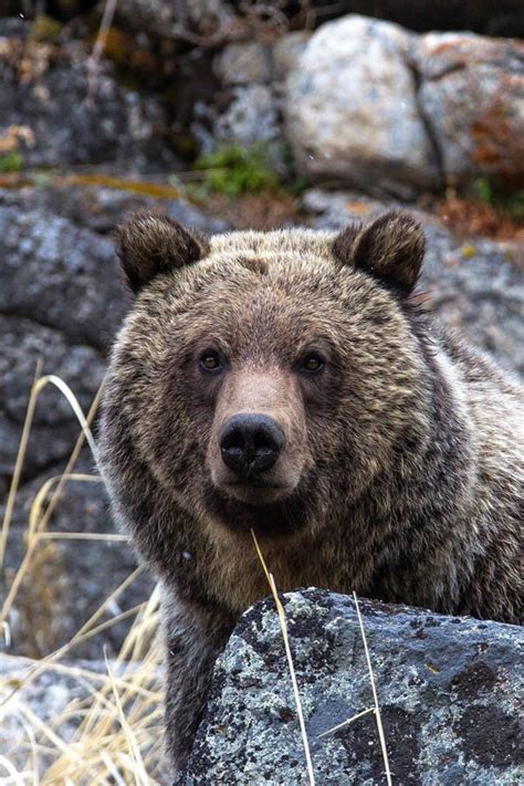 Art And Collectibles Glacier National Park Bear Print Bear And Cubs