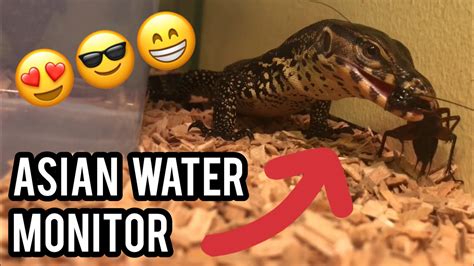 My Experience Keeping A Baby Asian Water Monitor Youtube