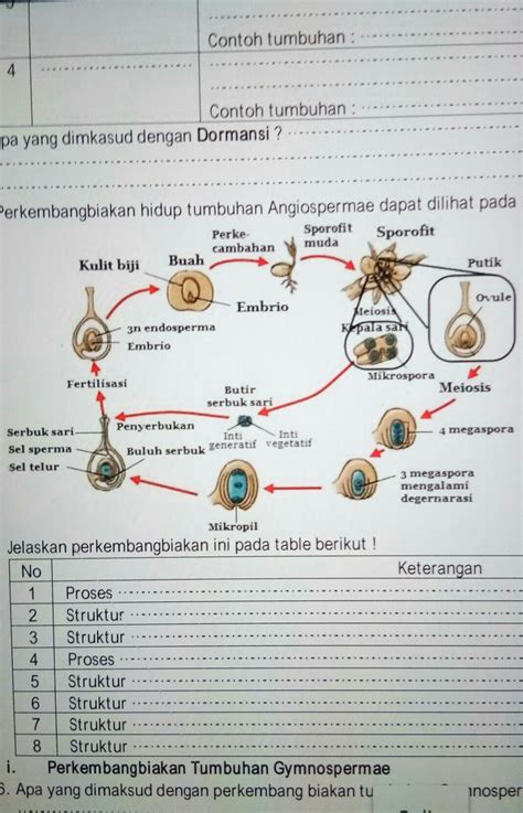 15. Jelaskan pembuahan perkembangbiakan hidup tumbuhan angiospermae 16