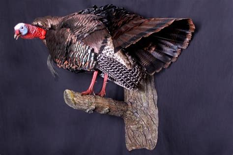 Cool Turkey Mount Would Put It In The Highest Part Of The Loft Looking