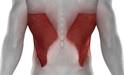 Learn More About Latissimus Dorsi Muscles Pure Posture