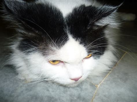 So wouldn't it be better. Kucing Utara: Penjagaan Gigi Kucing