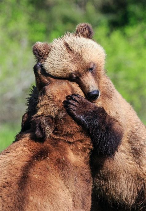 19 Amazingly Cute Pictures Of Animals Hugging Huffpost Uk