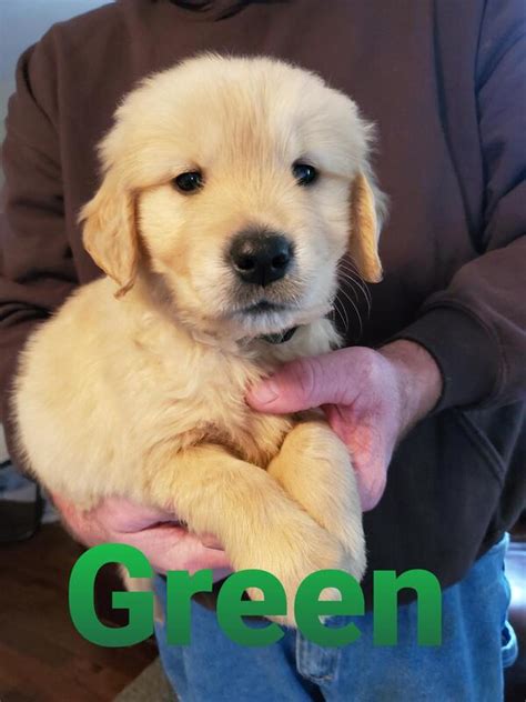 Explore 65 listings for kc golden retriever puppies at best prices. Tennessee Golden Retriever Puppies - Home