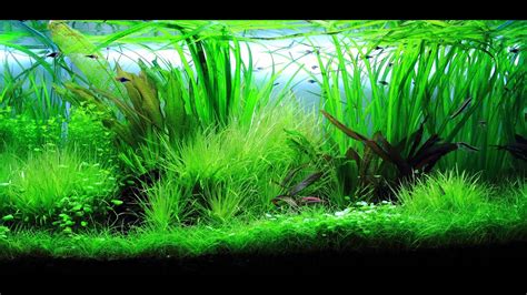 Freshwater Planted Aquarium Wilderness 野 Youtube