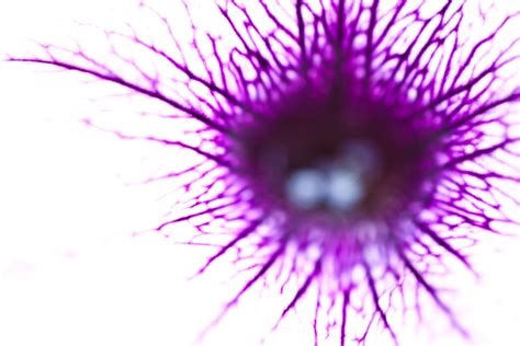 Veins Of Purple Blood Its A Macro Of Purple Flower Flickr