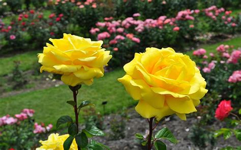 Most Beautiful Yellow Roses 15 Good Morning Romantic Rose