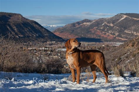 The Mountain Dogs Of Colorado By Fran Reisner Mountain Dogs Dogs