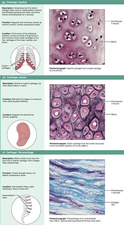 Fibrocartilage Cartilage Under Microscope Micropedia
