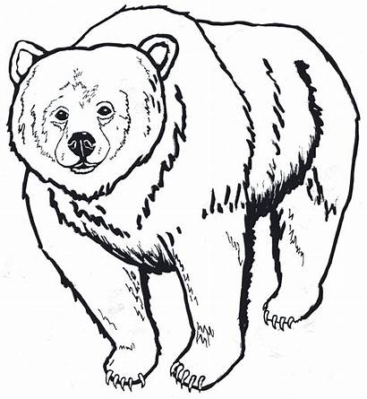 Bear Outline Grizzly Activity Unit Park Clipart