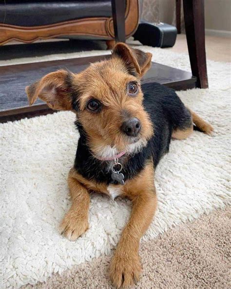 33 Yorkshire Terrier Mixes Cool Yorkshire Terrier Cross Breeds Anyone