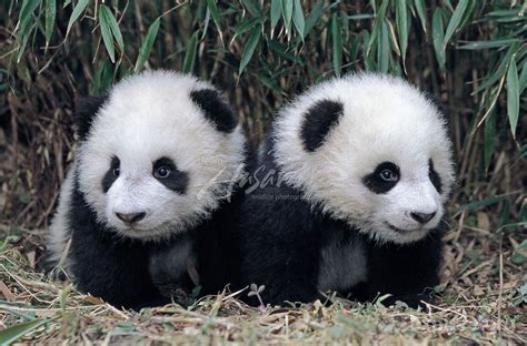 Are Panda Cubs Friendly At Dorothy Smith Blog