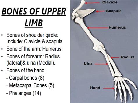 Bones Of Upper Limb