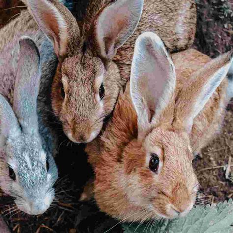 How To Care For Baby Rabbits A Guide For New Bunny Parents