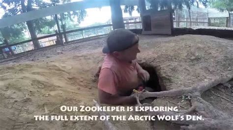 Inside The Wolf Den Plumpton Park Zoo Youtube