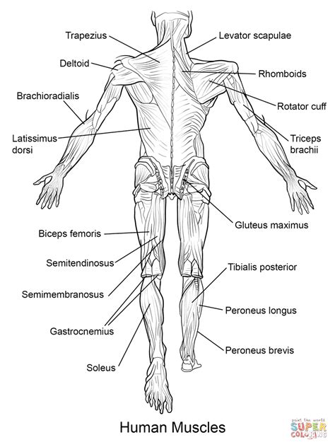 There are around 640 skeletal muscles within the typical human body. Human Muscles Back View coloring page from Anatomy ...