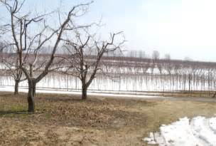 Check spelling or type a new query. Growers Report Cold Weather Damage to Certain Fruit Trees
