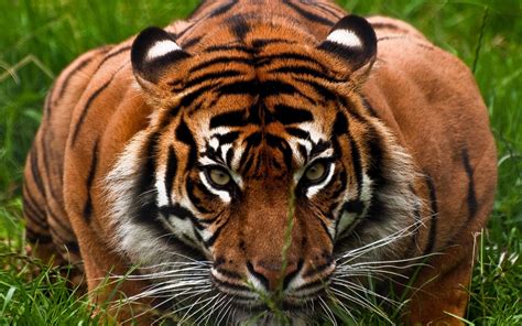 Tigre dans la jungle Animale photographie fond d écran Aperçu