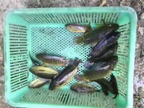 Katanya, penghasilan ikan puyu bersaiz besar itu secara langsung membuka mata masyarakat terhadap potensi ikan itu boleh dikomersialkan apatah lagi rasa ikan itu lebih enak untuk dimasak. Memancing Ikan Puyu Banyak Besar - YouTube