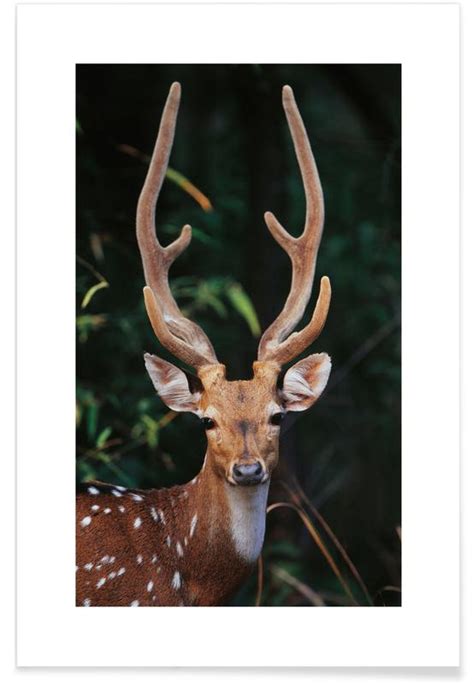 Forest Deer Poster Juniqe
