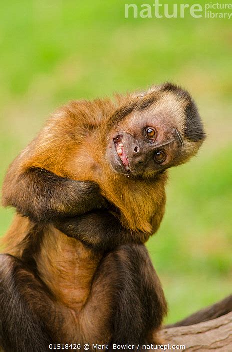Nature Picture Library Brown Capuchin Monkey Sapajus Macrocephalus
