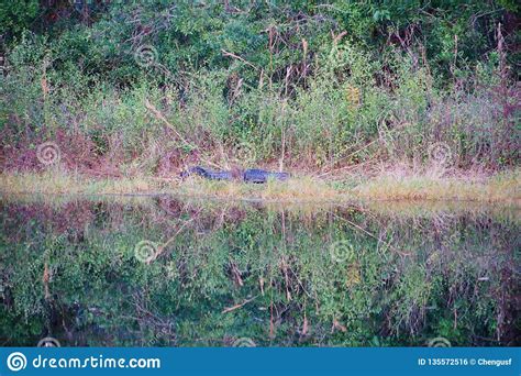 Alligator Reflection Stock Photo Image Of Cypress Fish 135572516