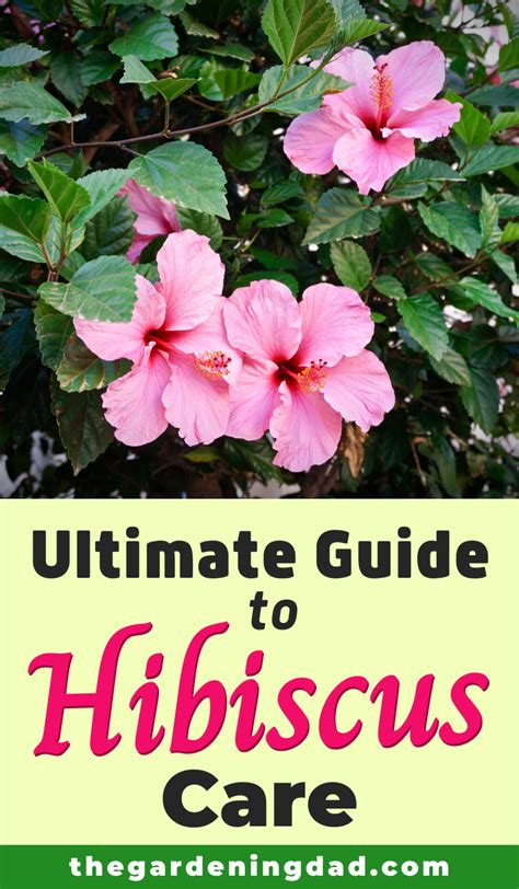 Ultimate Guide To Hibiscus Care Indoors The Gardening Dad Growing