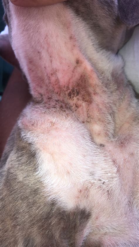 My Dog Has A Rash On His Neck And It Is Starting To Spread I Want To