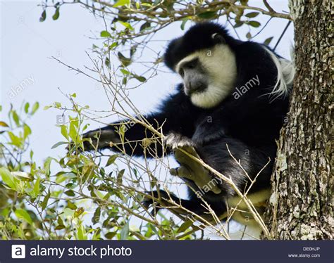 Colobus Monkey Kenya Hi Res Stock Photography And Images Alamy