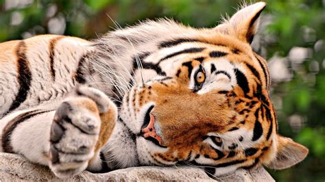 Beautiful Tiger Sleeping In Jungle Hd Desktop Background