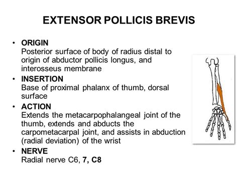 Out of the two thumb muscles, abductor pollicis muscle originates from the center of the wrist runs a short course along the bottom of the thumb and attaches itself in the proximal joint of the thumb. Extensor Pollicis Brevis: Origin, Insertion, Nerve Supply ...