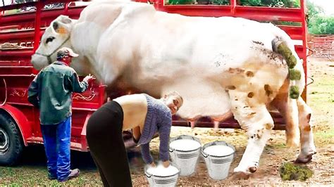 Modern Amazing Machine For Hoofs Trimming Cows Milking Future Farming Equipment YouTube