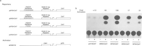 Human wild-type p53 stimulates expression of a target gene construct