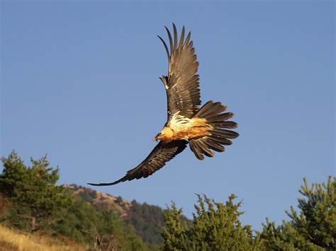 Der steinadler ist nach dem bartgeier der grösste einheimische greifvogel und einer der kräftigsten beuteschlagenden vögel überhaupt. Bartgeier (Forum für Naturfotografen)