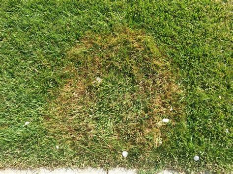Lawn Fungus How To Recognize Them My Landscapers