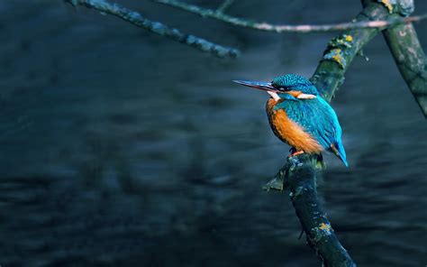 Kingfisher Birds Wallpapers Hd Desktop And Mobile