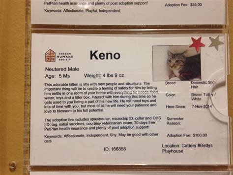 $100 adoption fee posted for kitten | snogwangler | Flickr