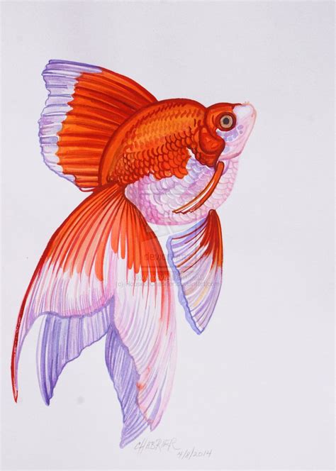 Goldfish Art Illustrations Drawings Alline Virden