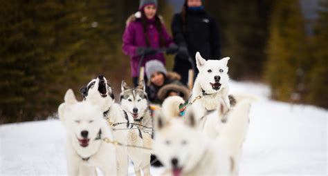Dog Sledding In The Canadian Rockies Banff And Lake Louise Tourism