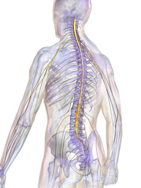 Spinal Cord Repair Paralyzed Man Surprises Scientists By Standing And
